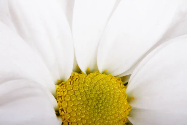 White daisy flower Stock Picture