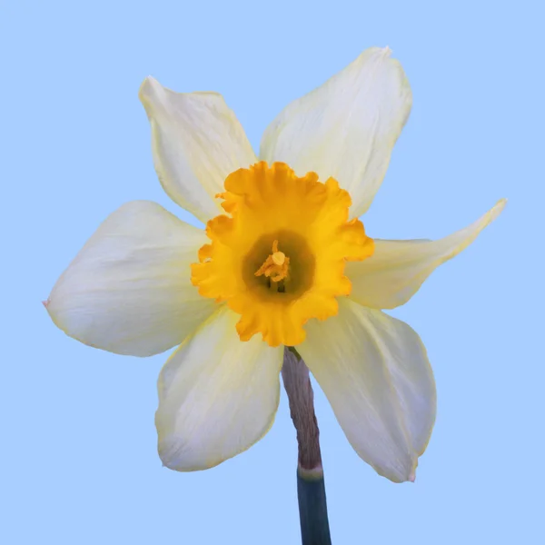 Yellow jonquil flower isolated on blue background. — Stock Photo, Image