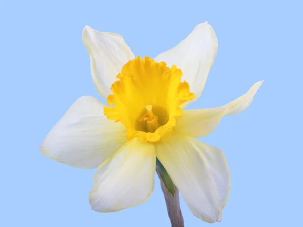 Yellow jonquil flower isolated on blue background. — Stock Photo, Image