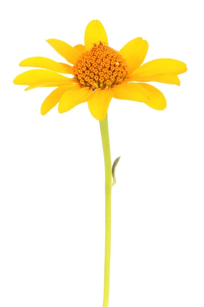 Gerbera giallo fiore. Isolato su bianco — Foto Stock