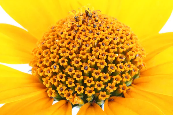 노란 데이지 꽃 — 스톡 사진