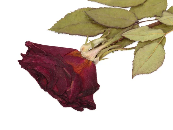 Rosa seca. Aislado sobre blanco — Foto de Stock