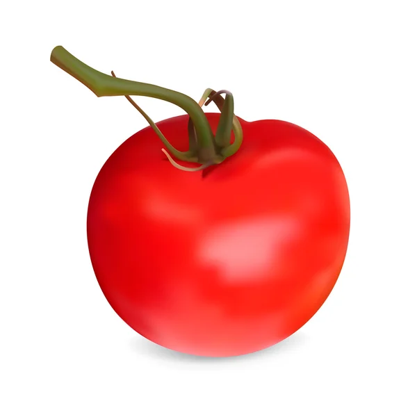Реалистичный красный помидор. Векторная иллюстрация. Изолированный на белом баке — стоковый вектор