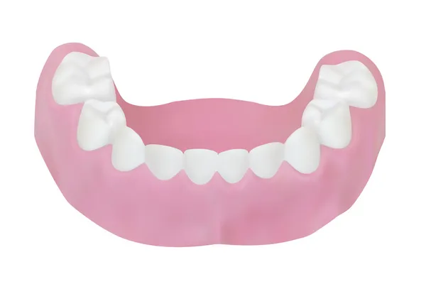Dentes da mandíbula inferior. Ilustração vetorial —  Vetores de Stock