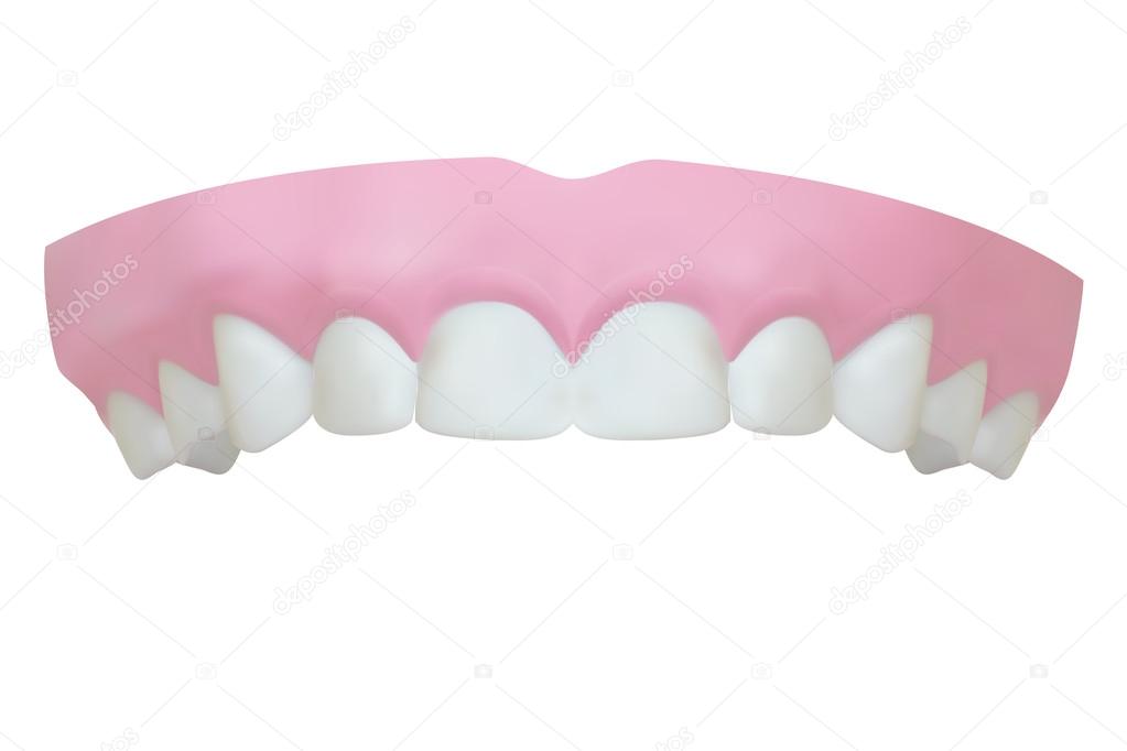 Teeth of the upper jaw. Vector illustration