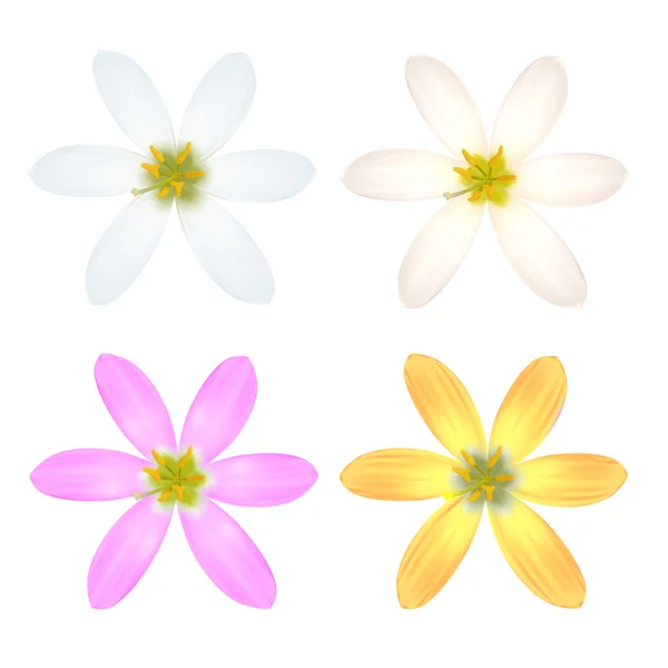 Conjunto de flor de seis pétalos . — Vector de stock