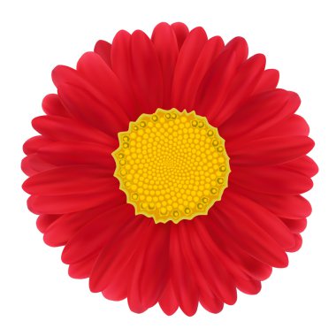 Kırmızı gerbera, çiçek. vektör çizim