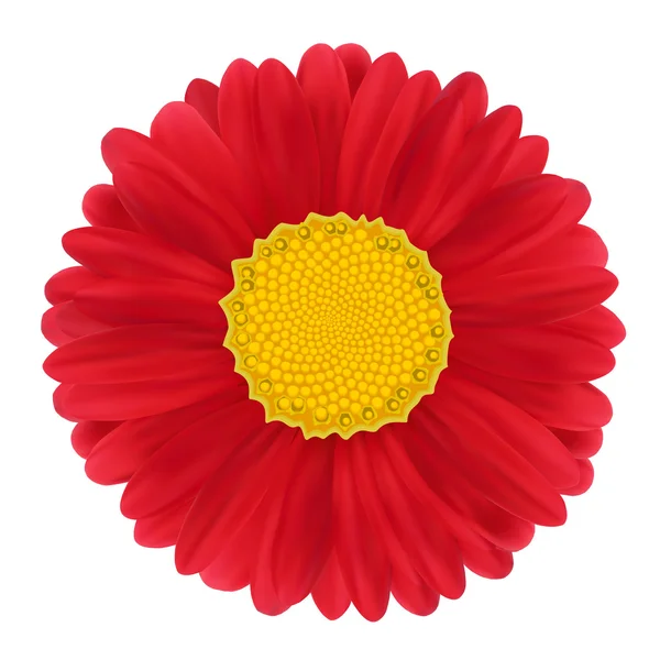 Gerbera vermelha, flor. Ilustração vetorial — Vetor de Stock