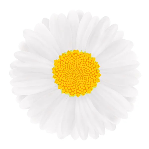 Gerbera branca, flor. Ilustração vetorial — Vetor de Stock