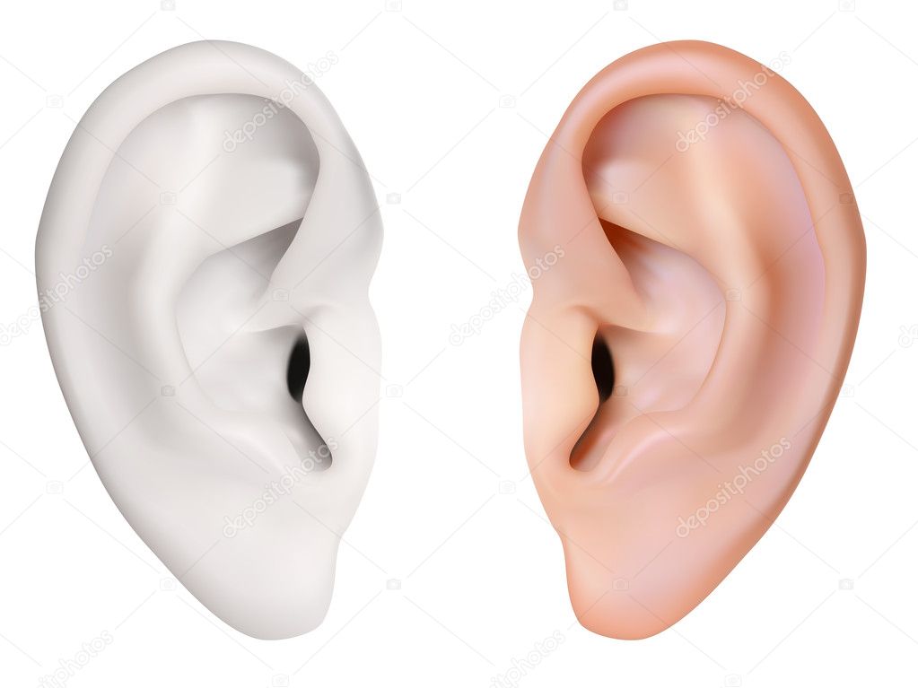 Photo-realistic vector. Human Ear. Isolated on white