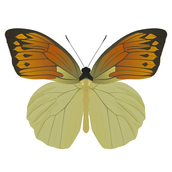 Butterfly isolated on white. Vector Illustration — Stock Vector