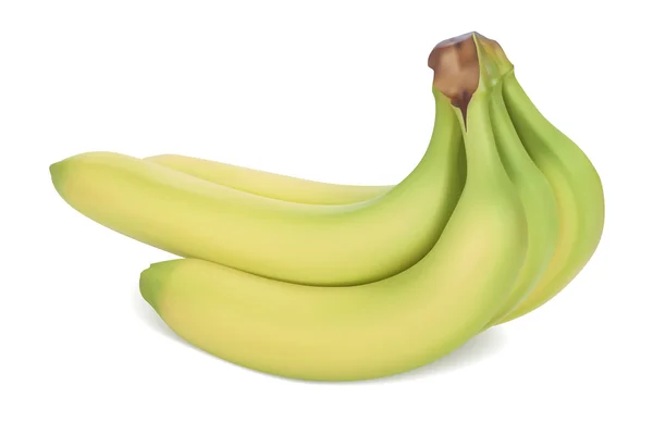 Geel-groene bananen. realistische vectorillustratie. — Stockvector