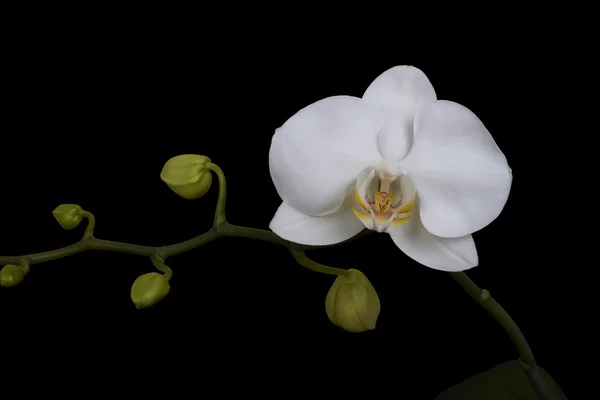 Vit blomma orkidé. isolerad svart — Stockfoto