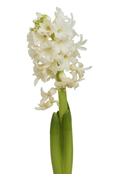 Bouquet de jacinthe isolé sur fond blanc . — Photo