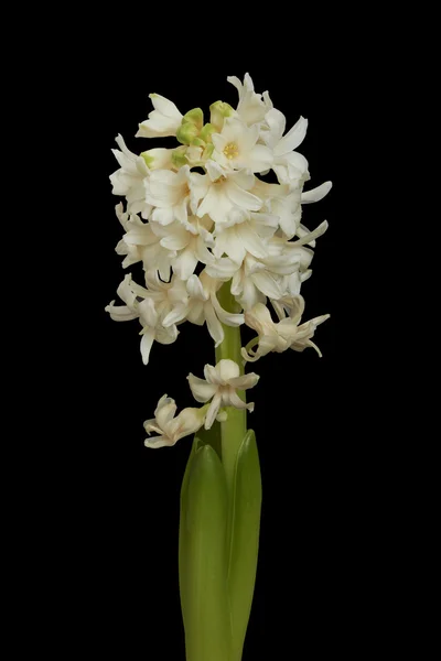 Bouquet dal giacinto. Isolato su nero — Foto Stock