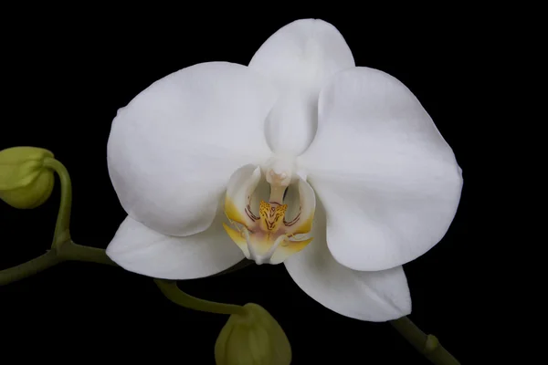 Biały kwiat orchidei. czarno na białym tle — Zdjęcie stockowe