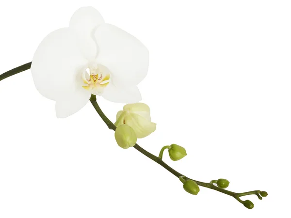 Flor branca de Orchid. Branco isolado. Alta res . — Fotografia de Stock