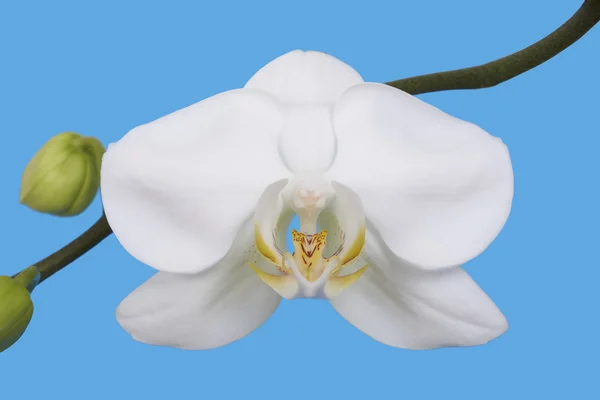 Flor branca de Orchid. Azul isolado. Alta res . — Fotografia de Stock