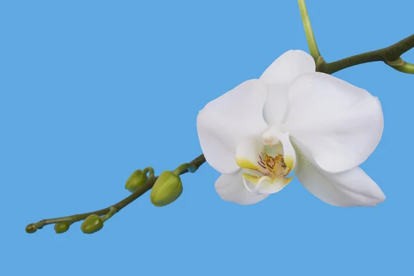 Fiore bianco del Orchid. Blu isolato. Alta risoluzione . — Foto Stock