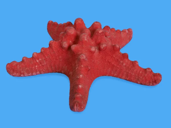 Red Starfish. Hight res. Isolated on blue — Stock Photo, Image