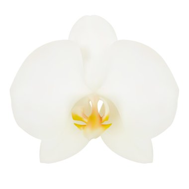 beyaz çiçek orkide. vektör çizim. izole beyaz