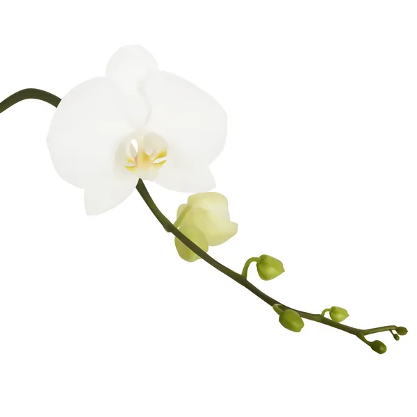 Fiore bianco del Orchid. Illustrazione vettoriale. Bianco isolato — Vettoriale Stock