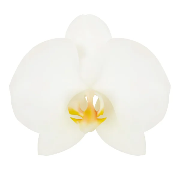 Flor branca de Orchid. Ilustração vetorial. Branco isolado —  Vetores de Stock