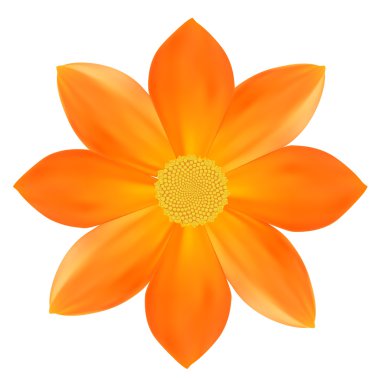 sarı çiçek. beyaz izole. vektör çizim