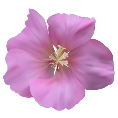 pembe renkli ebegümeci. beyaz izole. vektör çizim