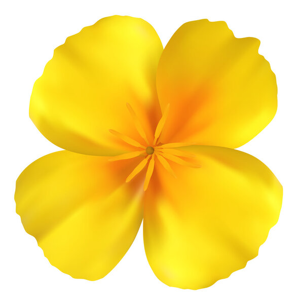 Красивый желтый цветок. Изолирован на белом. Векторная иллюстрация
