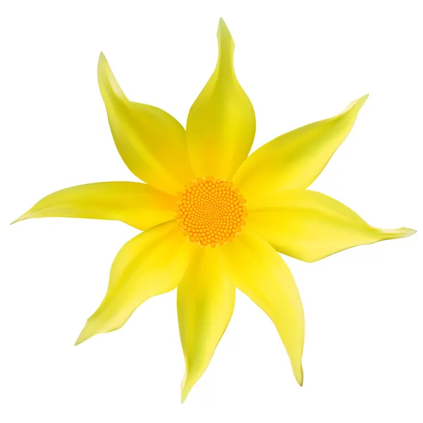 Belle fleur jaune. Isolé sur blanc. Illustration vectorielle — Image vectorielle