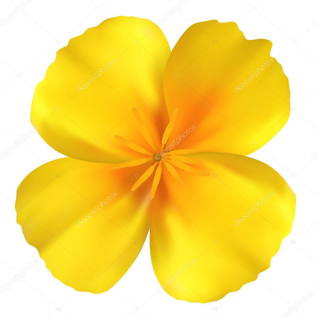 Beautiful yellow flower. Isolated on white. Vector illustration