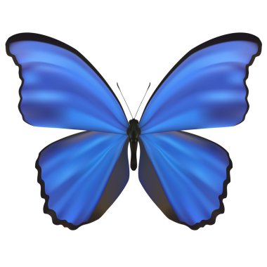 Kelebek üzerinde beyaz izole. vektör çizim