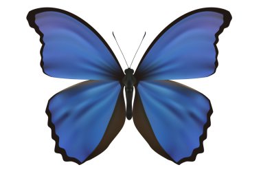 Kelebek üzerinde beyaz izole. vektör çizim