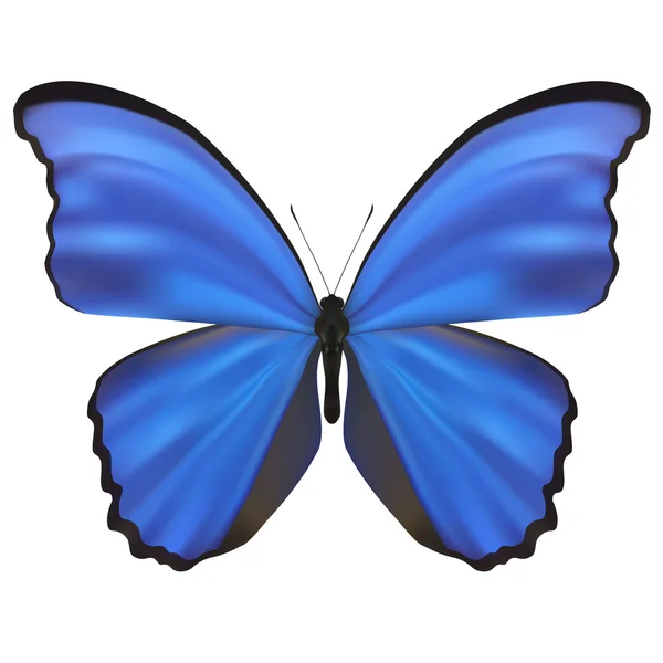 Papillon isolé sur blanc. Illustration vectorielle — Image vectorielle