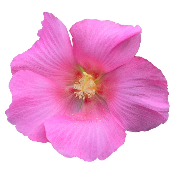 Pink Colored Mallow. Isolated on White. — Stock Photo, Image