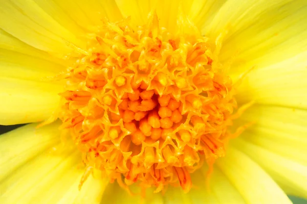 Makro fotografii gerber květ. — Stock fotografie