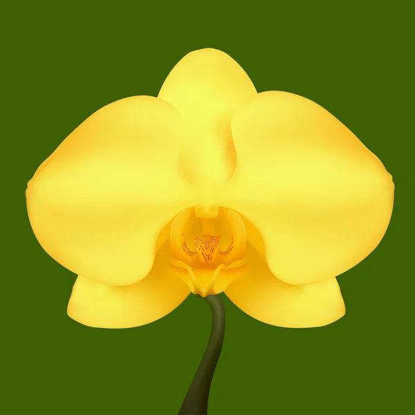 兰科植物的黄色花朵。矢量图。孤立的绿色 — 图库矢量图片