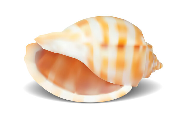 Seashell, isolated on white. Vector illustration