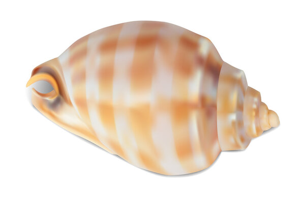 Seashell, isolated on white. Vector illustration