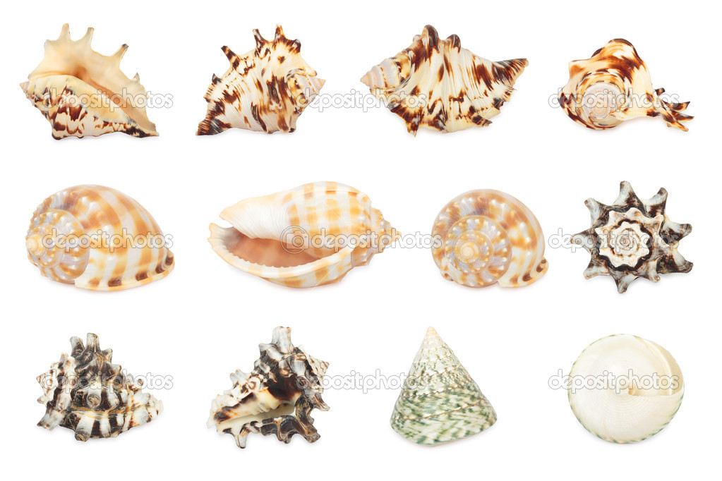 Set of shell. All in focus. High res. Isolated on a white backgr