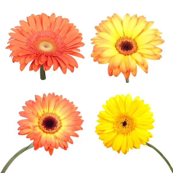 Set of Gerbera flower. Hight res. All in focus — Stock Photo, Image