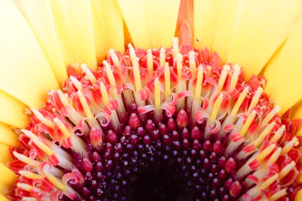 Macro foto van gerber bloem. hight res. all-in-focus. — Stockfoto