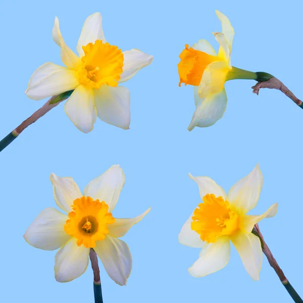 Uppsättning av gula jonquil blomma. isolerad på blå bakgrund. — Stockfoto