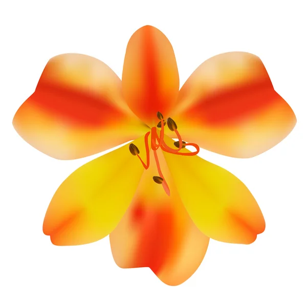 Квітка лілії. Векторні ілюстрації. Ізольовані на білому — стоковий вектор