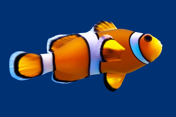 Clownfish. Vector illustration. Isolated on blue — Stock Vector