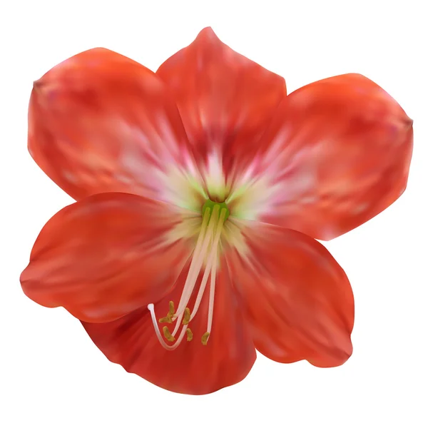 Κρίνος λουλούδι. εικονογράφηση φορέας. απομονωθεί σε λευκό — Διανυσματικό Αρχείο