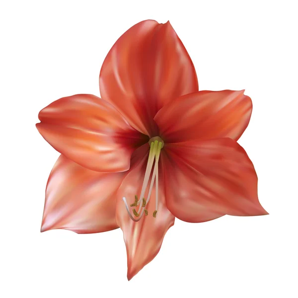 Lily flower. Vector illustration. Isolated on white — Stock Vector