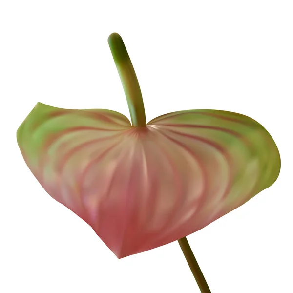 Antoryum çiçeği. vektör çizim. beyaz izole — Stok Vektör