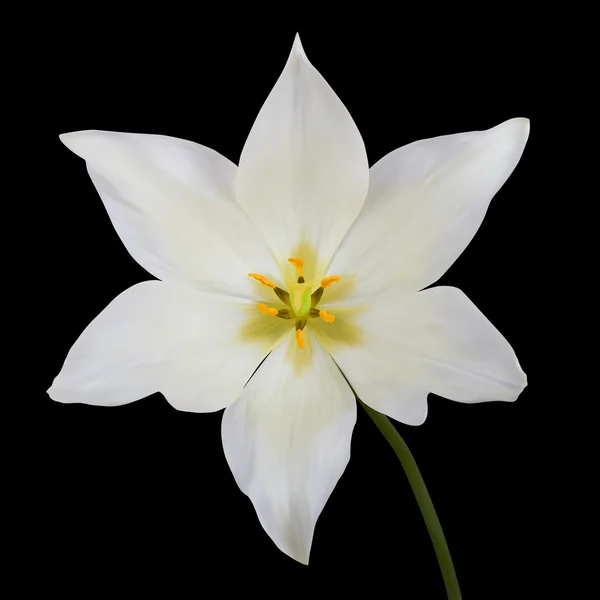 Witte tulpen. vectorillustratie. geïsoleerd op zwart — Stockvector